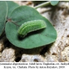 polyommatus dagestanicus larvab2